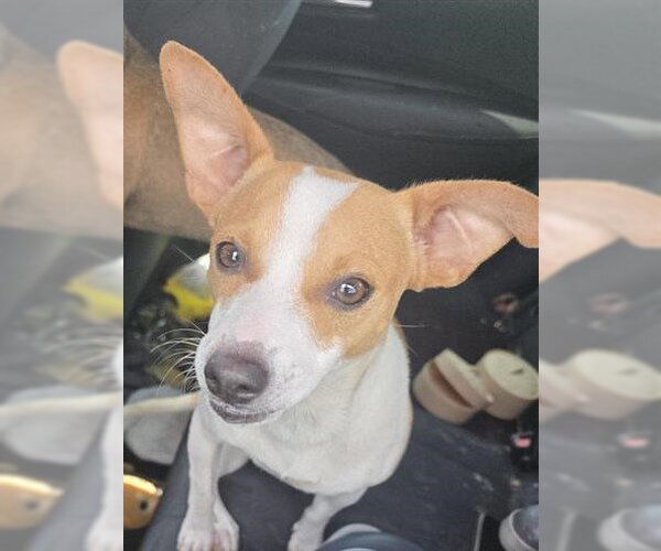 Medium Photo #1 Chihuahua Puppy For Sale in San Antonio, TX, USA