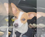 Small Chihuahua