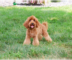 Image preview for Ad Listing. Nickname: Amore