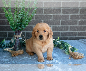 Medium Golden Retriever