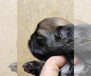 Shih Tzu Puppy for sale in FANNING SPGS, FL, USA