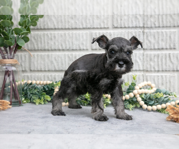 Medium Photo #3 Schnauzer (Miniature) Puppy For Sale in BALTIC, OH, USA