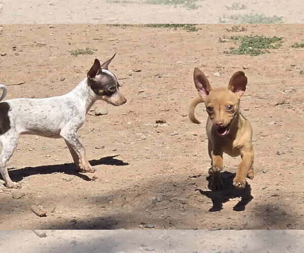 Medium Photo #2 Chiweenie Puppy For Sale in Peralta, NM, USA