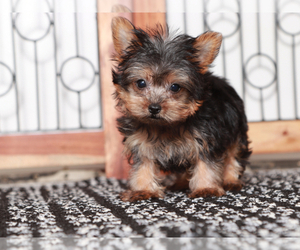 Yorkshire Terrier Puppy for sale in NAPLES, FL, USA