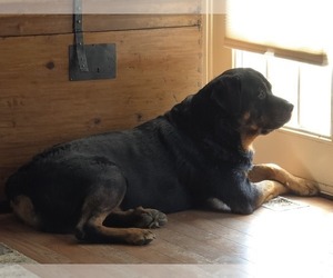 Father of the Rottweiler puppies born on 06/16/2026