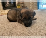 Small Photo #3 German Shepherd Dog Puppy For Sale in CANTON, TX, USA