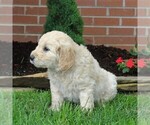 Small Photo #2 Goldendoodle-Poodle (Standard) Mix Puppy For Sale in NEW PROVIDENCE, PA, USA