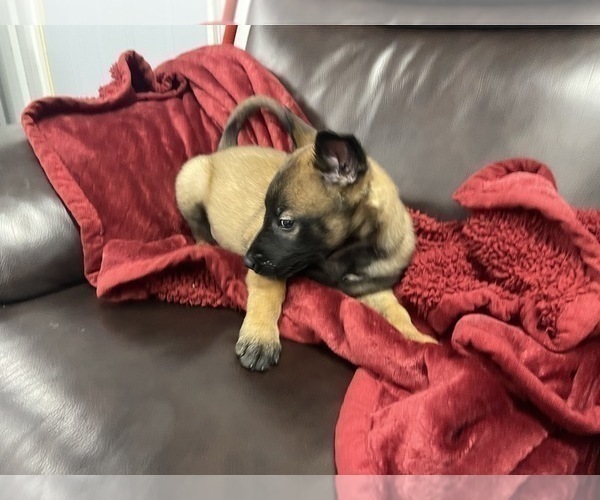 Medium Photo #26 Belgian Malinois Puppy For Sale in REESEVILLE, WI, USA
