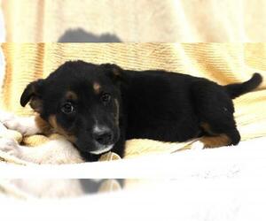 Mutt Dogs for adoption in Thief River Falls, MN, USA