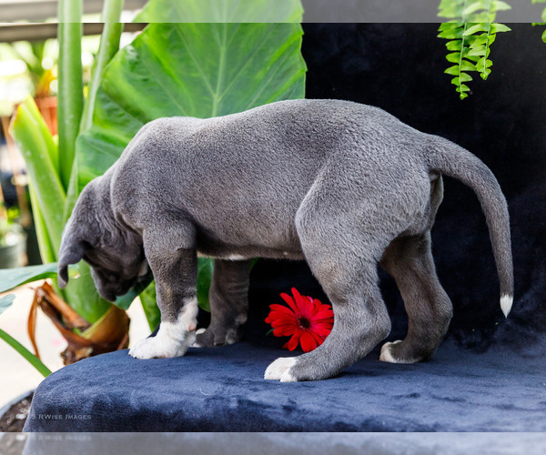 Medium Photo #19 Great Dane Puppy For Sale in WAKARUSA, IN, USA