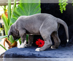 Small #18 Great Dane