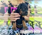 Small Photo #6 Doberman Pinscher Puppy For Sale in COLUMBUS, OH, USA