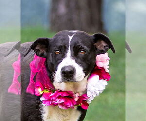 Border Collie-Unknown Mix Dogs for adoption in Unionville, PA, USA