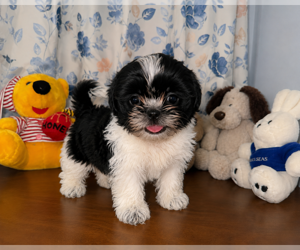 Medium Photo #20 Shih Tzu Puppy For Sale in DURHAM, CT, USA