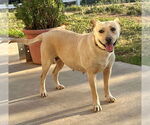 Small #9 Labrador Retriever Mix