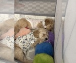Puppy Puppy 3 Goldendoodle