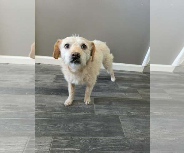 Medium Photo #2 Mutt Puppy For Sale in Minneapolis, MN, USA