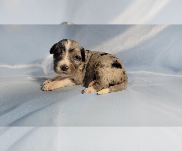 Medium Photo #7 Bernedoodle (Miniature) Puppy For Sale in BLACK FOREST, CO, USA