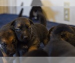 Small Photo #3 German Shepherd Dog-Siberian Husky Mix Puppy For Sale in LOS GATOS, CA, USA