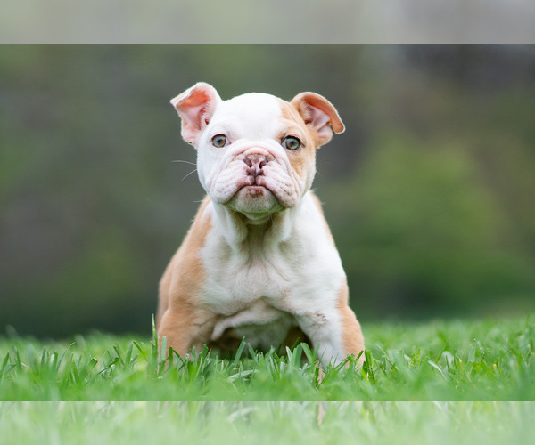 Medium Photo #7 Bulldog Puppy For Sale in WARSAW, IN, USA