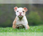 Small #6 Bulldog