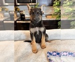 Small Photo #1 German Shepherd Dog Puppy For Sale in GREENWOOD, IN, USA