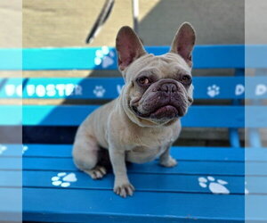 French Bulldog Dogs for adoption in Long Beach, CA, USA