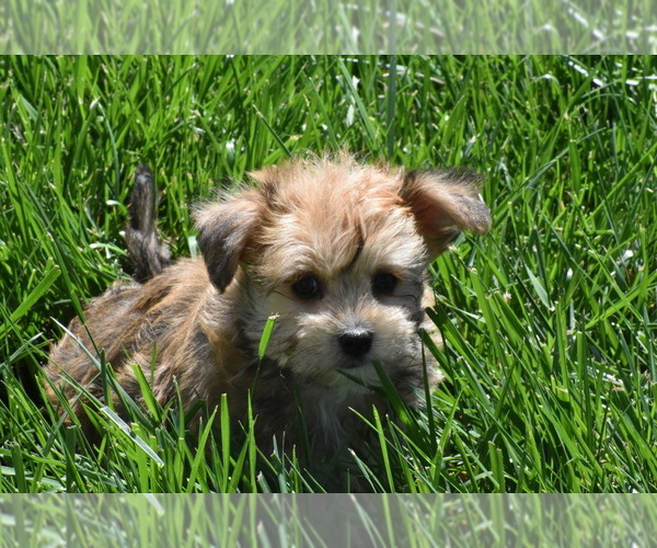 Medium Photo #5 Yo-Chon Puppy For Sale in ELDORADO, OH, USA