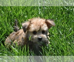 Small Photo #5 Yo-Chon Puppy For Sale in ELDORADO, OH, USA