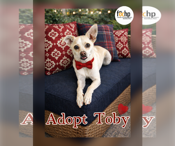 Medium Photo #1 Italian Greyhound Puppy For Sale in Menifee, CA, USA