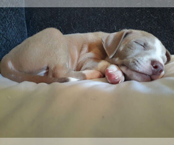 Medium Photo #6 Mutt Puppy For Sale in Derwood, MD, USA