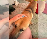 Small #2 Labrador Retriever Mix