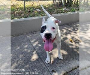 American Staffordshire Terrier-Unknown Mix Dogs for adoption in San Antonio, TX, USA