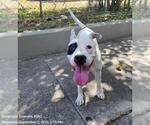 Small American Staffordshire Terrier Mix
