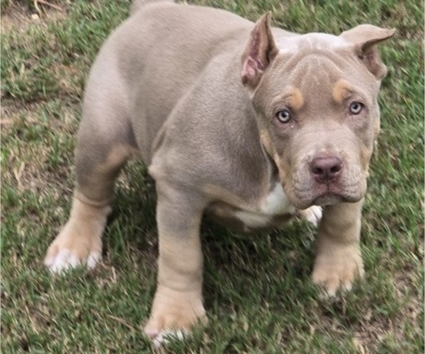 Medium Photo #3 American Bully Puppy For Sale in WALTERBORO, SC, USA