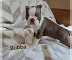 Puppy Bubba Brown Boston Terrier