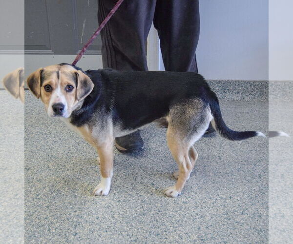 Medium Photo #4 Bagle Hound Puppy For Sale in Huntley, IL, USA