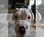 Small #4 Boxer