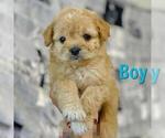 Small Photo #1 Maltipoo Puppy For Sale in BALDWIN PARK, CA, USA