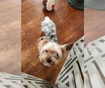 Small #3 Mutt