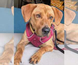 Mutt Dogs for adoption in Holly Springs, NC, USA