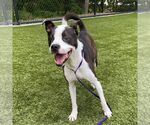 Small #4 American Bulldog-Collie Mix