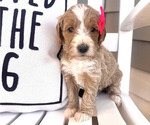 Puppy 7 Labradoodle