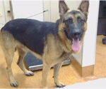 Small German Shepherd Dog