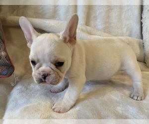 French Bulldog Puppy for sale in JOHNS ISLAND, SC, USA