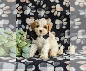 Goldendoodle (Miniature) Puppy for sale in KIRKWOOD, PA, USA