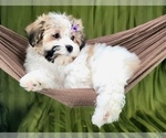 Small #3 Havanese