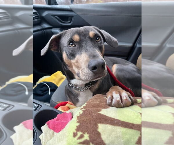 Medium Photo #14 Doberman Pinscher-Unknown Mix Puppy For Sale in Rockaway, NJ, USA