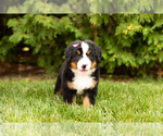 Small Photo #11 Bernese Mountain Dog Puppy For Sale in WOLCOTTVILLE, IN, USA