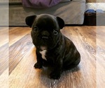 Small Photo #1 French Bulldog Puppy For Sale in BURTON, OH, USA